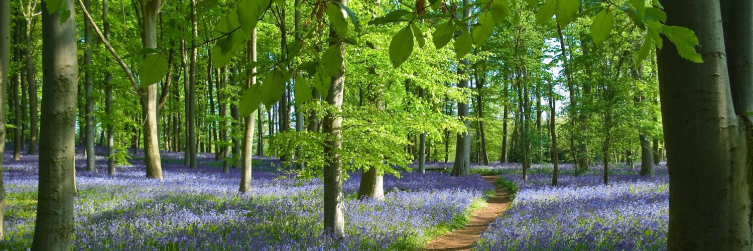 forestry-news