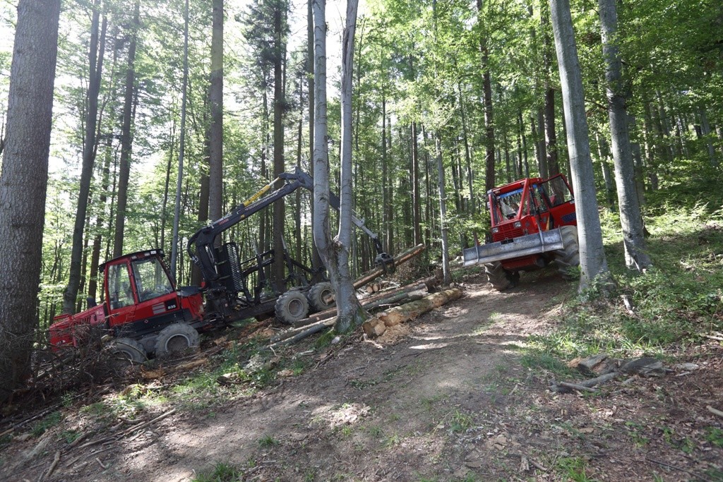ALSER FOREST